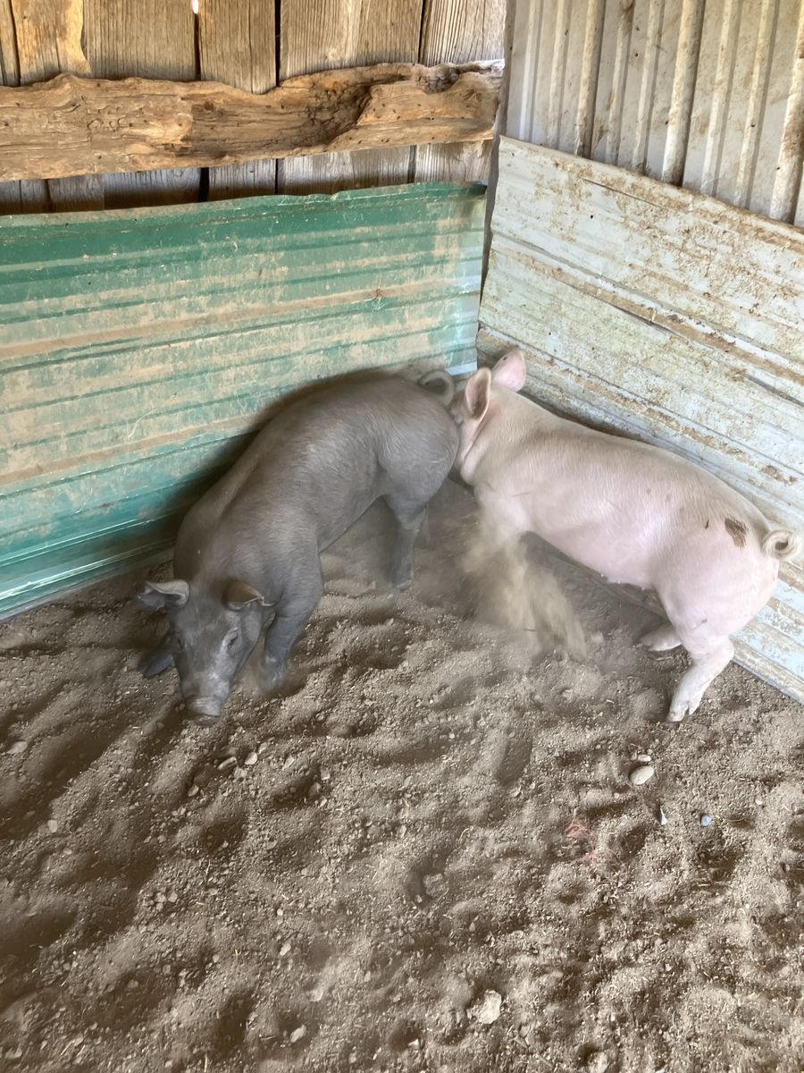 Pigs