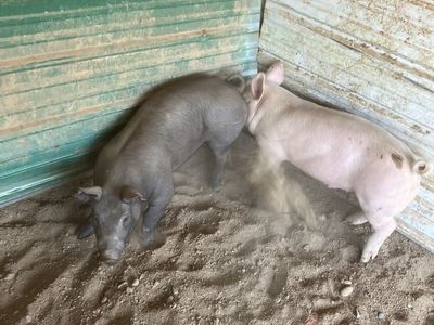Pigs
