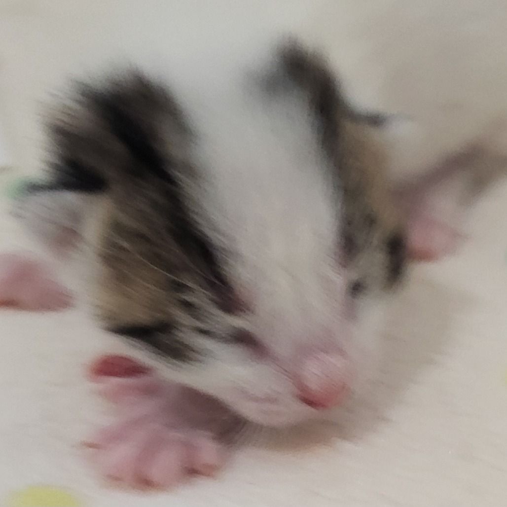 Hello my name is Asterisk