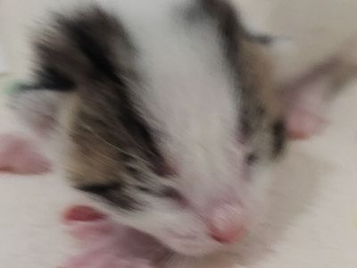 Hello my name is Asterisk