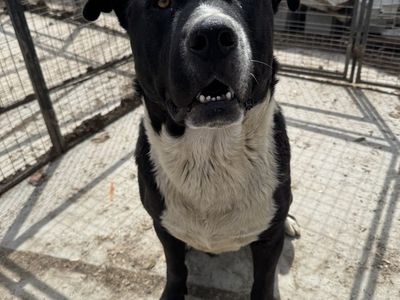 Dog for free