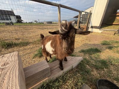 Price drop Mini Silky Fainting Goat
