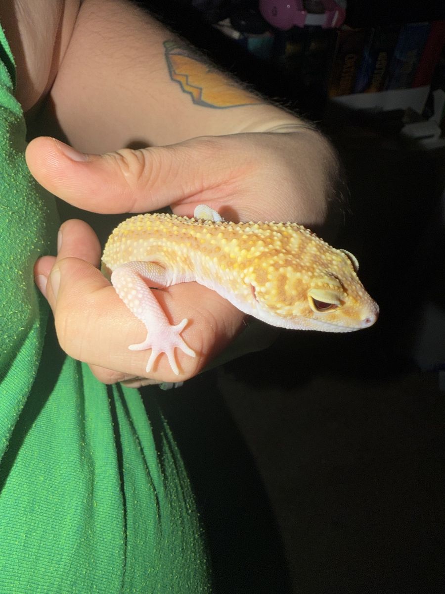 Leopard Gecko with Enclosure Tank and Accessories