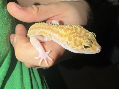 Leopard Gecko with Enclosure Tank and Accessories