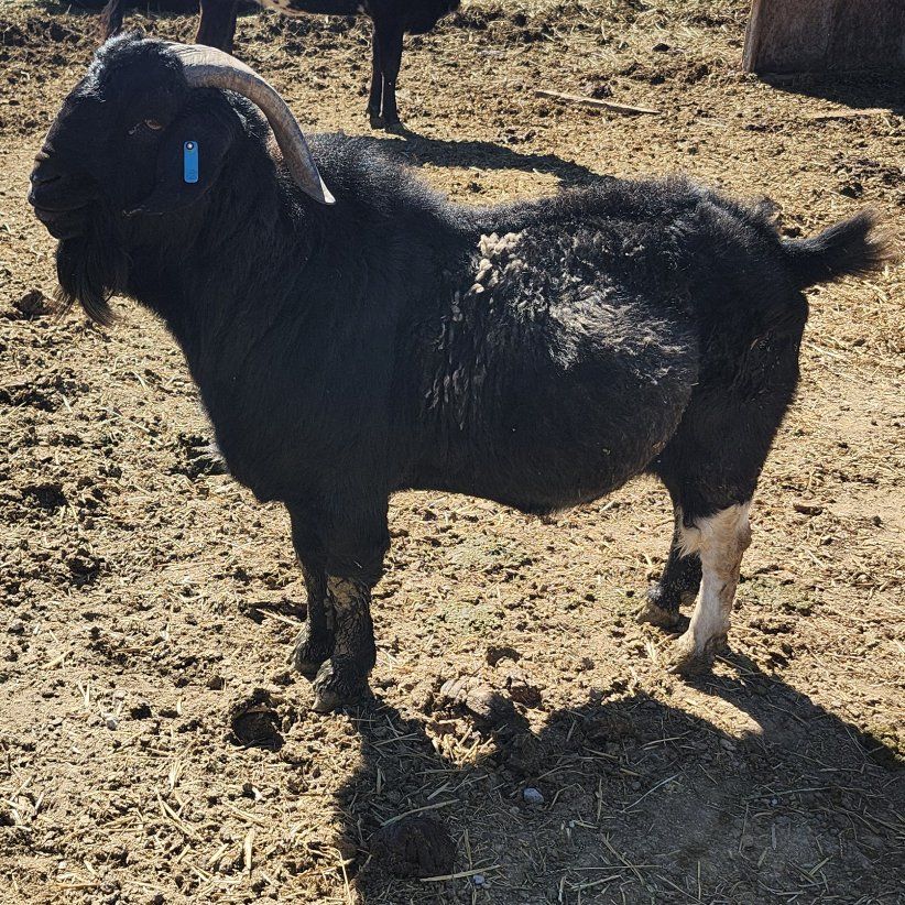 billy bore goat
