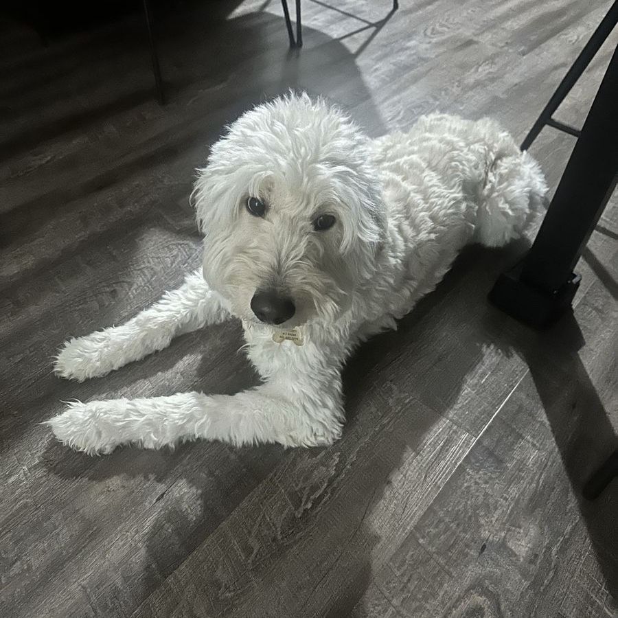 2 year old Female Goldendoodle for sale