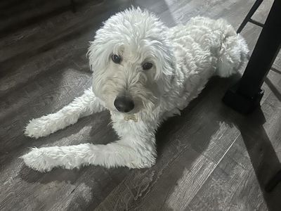 2 year old Female Goldendoodle for sale