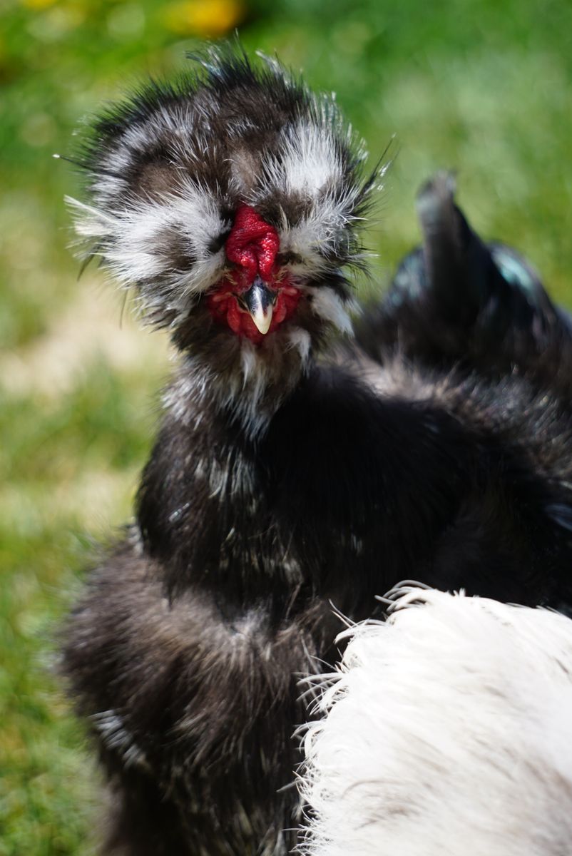 FREE Black Mottled Silkie Rooster