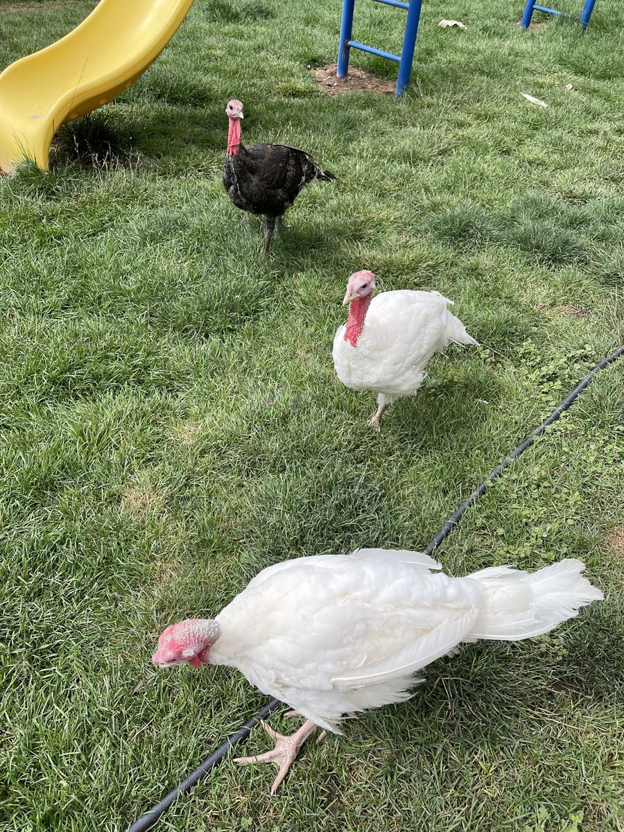 3 turkeys, and 3 pigeons $75 for all