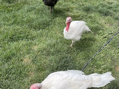 3 turkeys, and 3 pigeons $75 for all