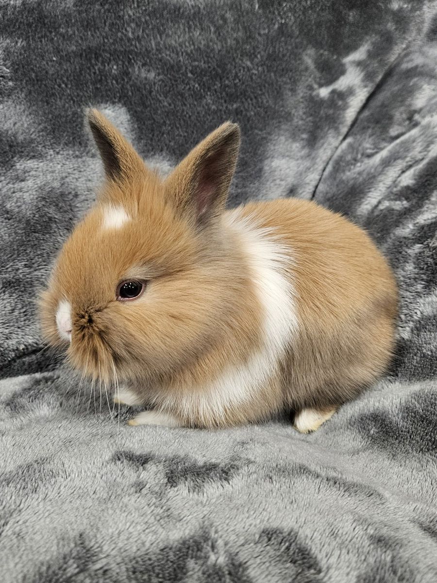 Cute Bunnies for sale