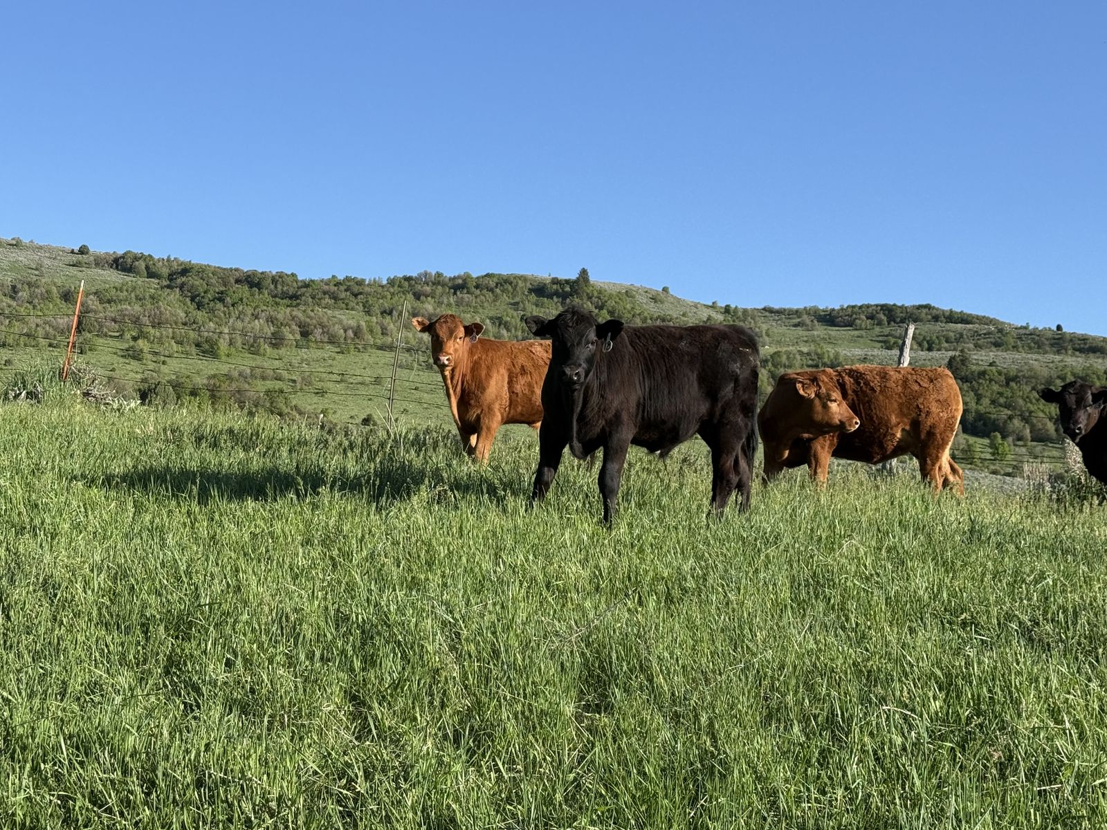 Steers for sale
