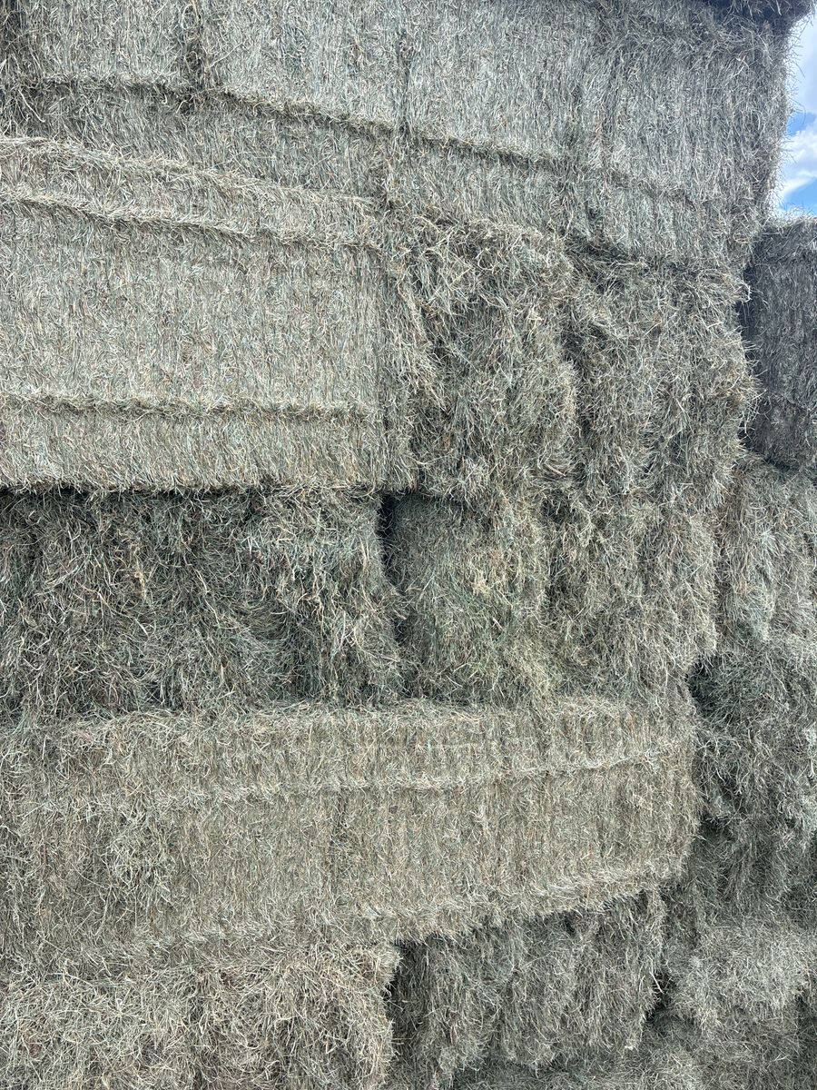 Kentucky Blue Grass Hay