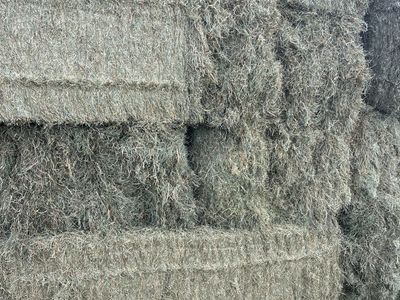Kentucky Blue Grass Hay