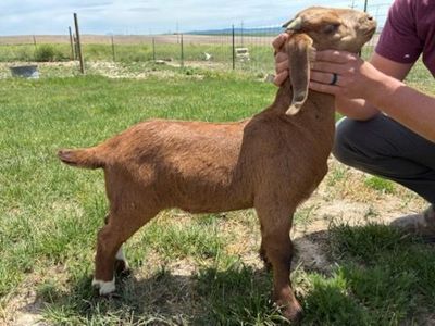 Young Boer Bucks