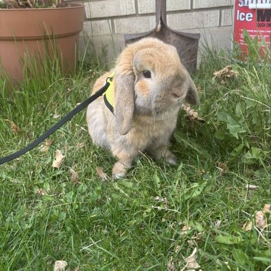 Free holland lop rabbit with cage