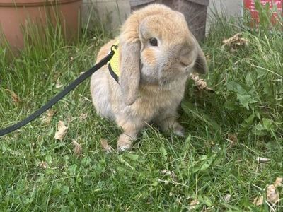 Free holland lop rabbit with cage