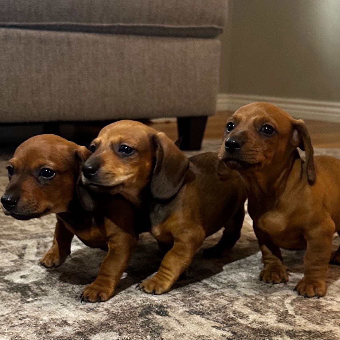 Purebred Mini Dachshund Puppies