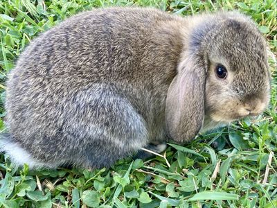 Mini Lop/Plush Lop Mix Bunny