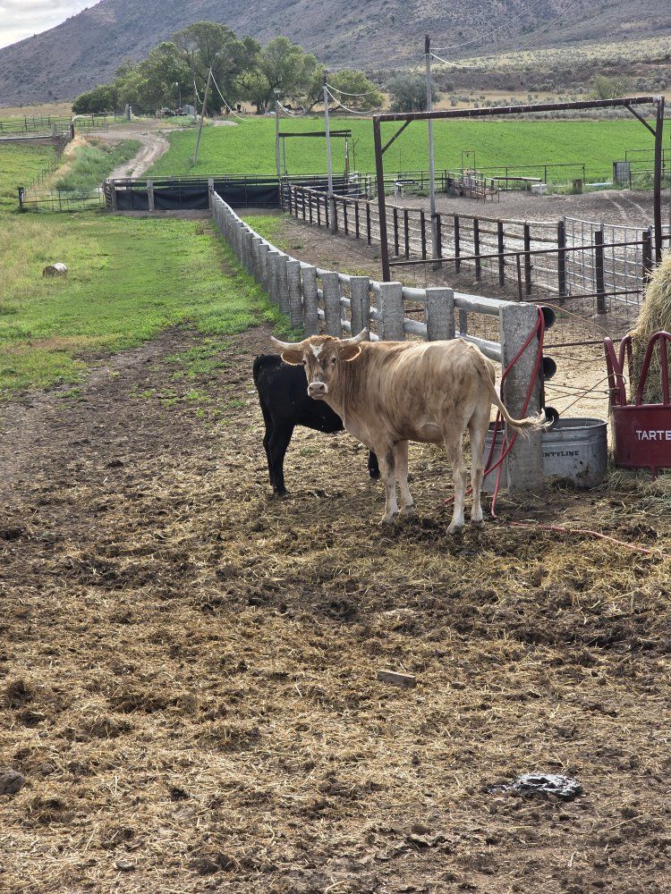 2 bigger roping steers 