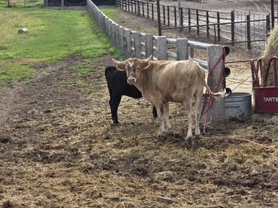 2 bigger roping steers