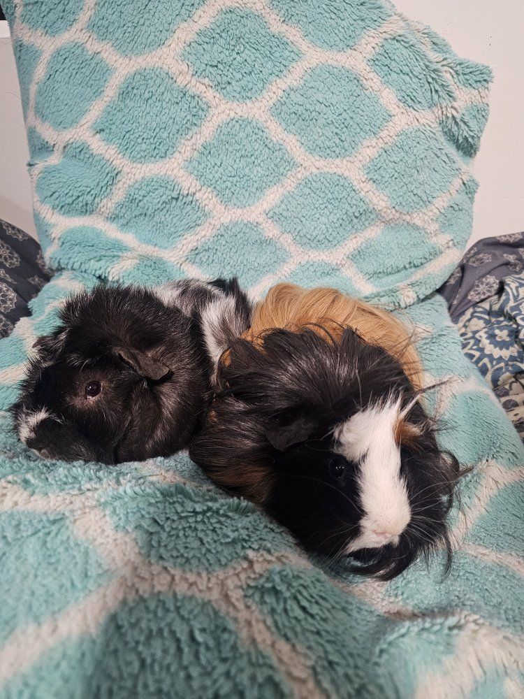 2 Bonded Male Guinea Pigs Serious Inquiries ONLY