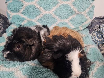2 Bonded Male Guinea Pigs Serious Inquiries ONLY