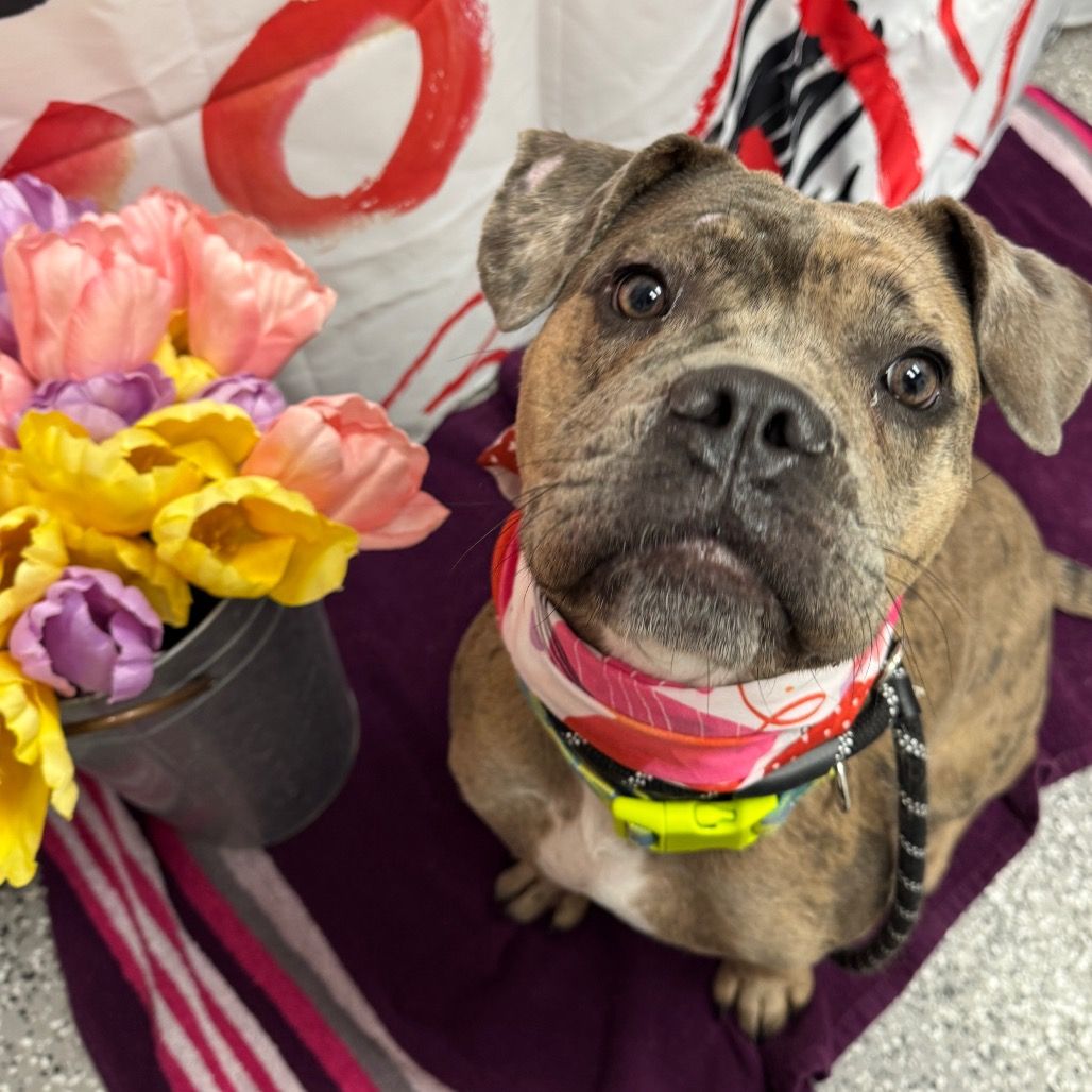 Hello my name is Cricket