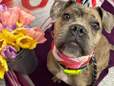 Hello my name is Cricket