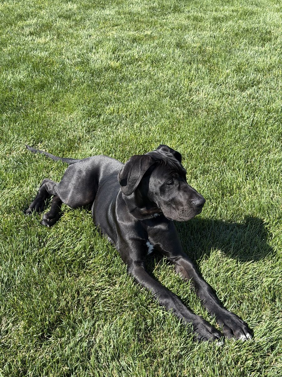 Great Dane