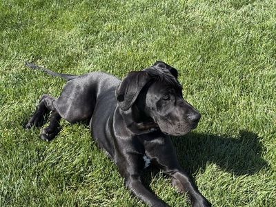 Great Dane