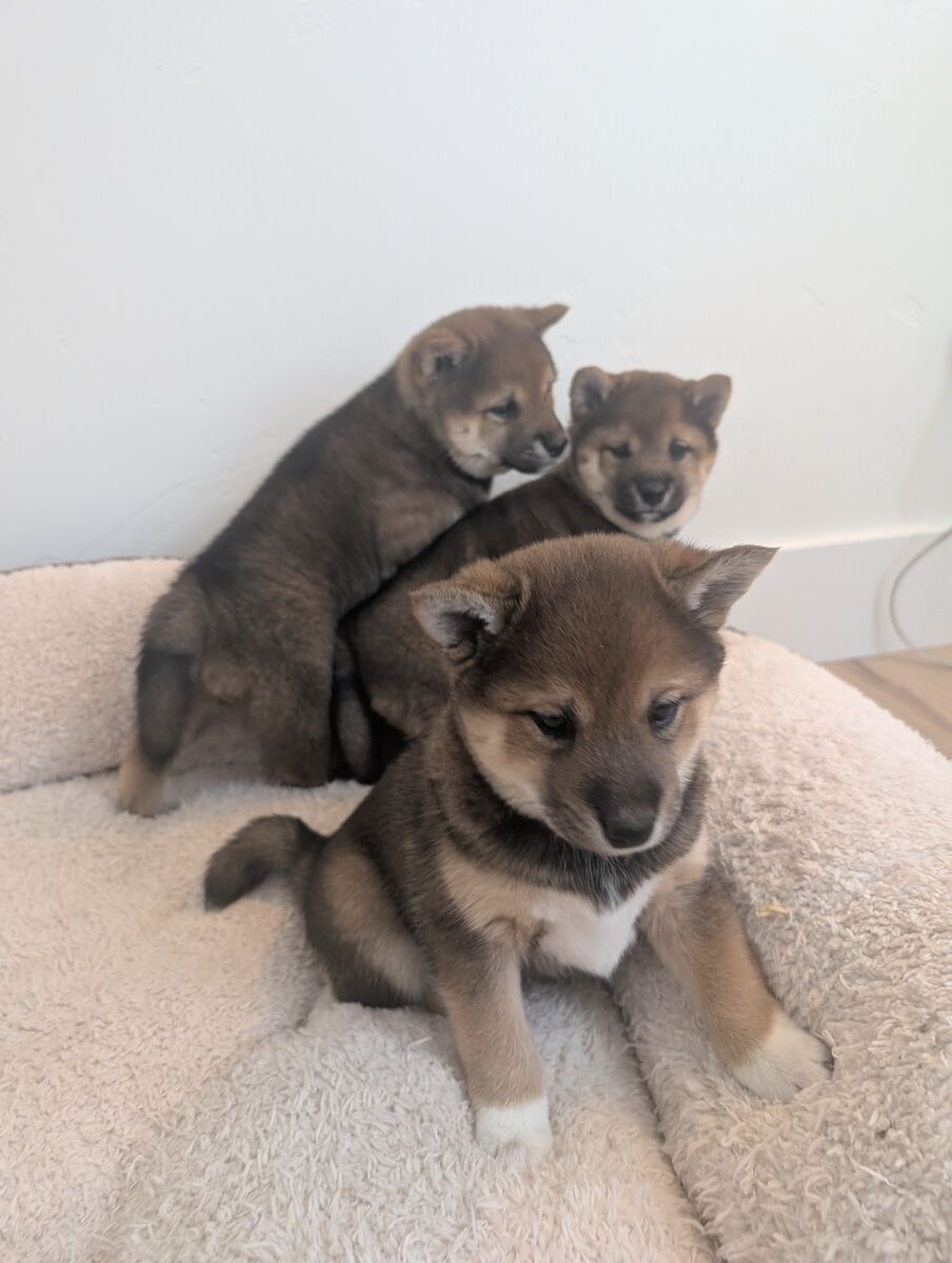 Shiba Inu Puppies