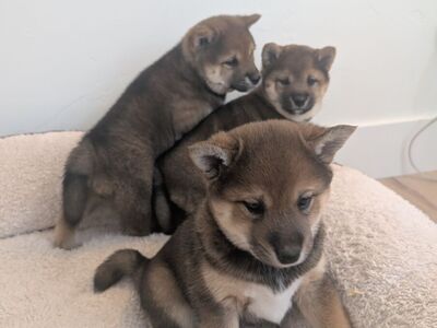 Shiba Inu Puppies