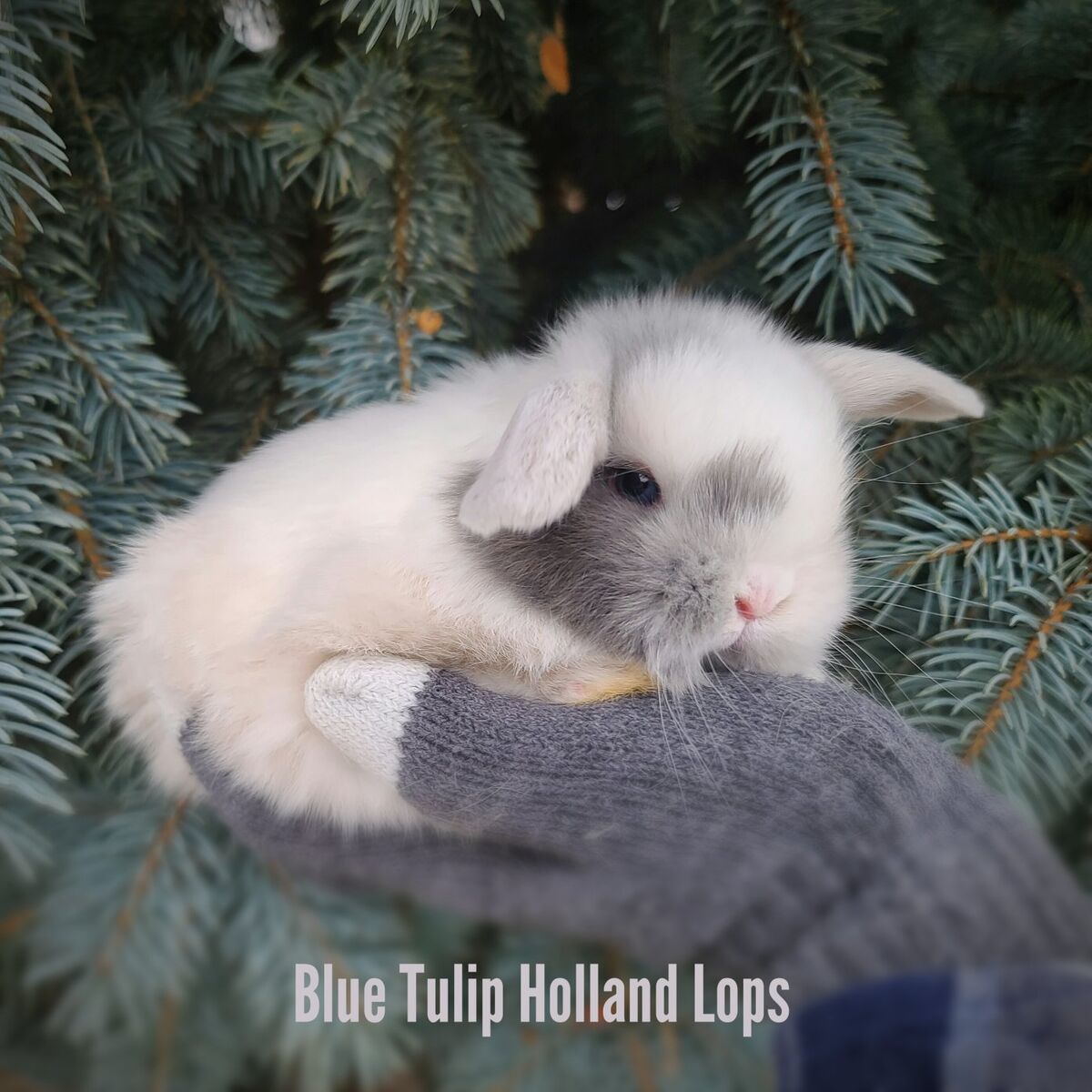 BLUE magpie Holland lops!!!