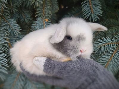 BLUE magpie Holland lops!!!