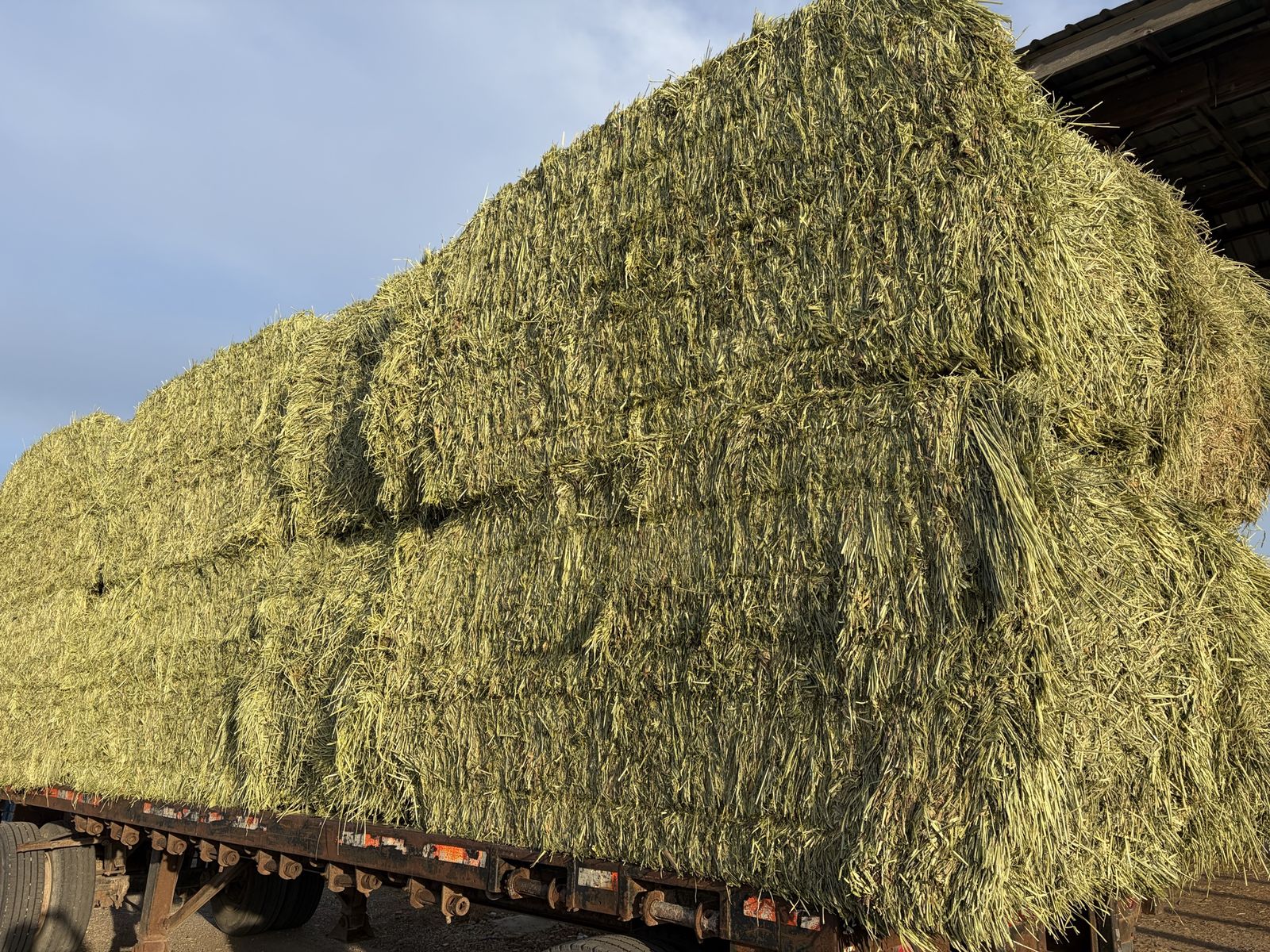 Triticale Hay Bales 4x4x8
