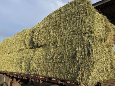 Triticale Hay Bales 4x4x8