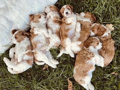 AKC Poodle Stud, 12#, FF, +/+, Parti Poodle