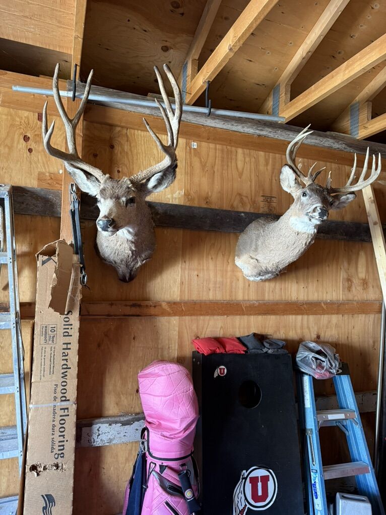 Deer Mounts
