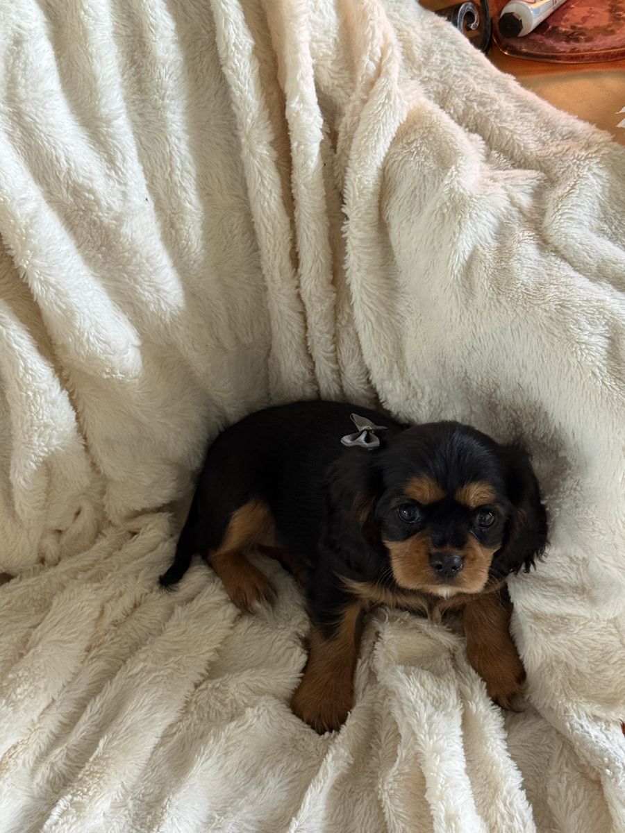 Cavalier King Charles Puppies