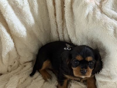 Cavalier King Charles Puppies