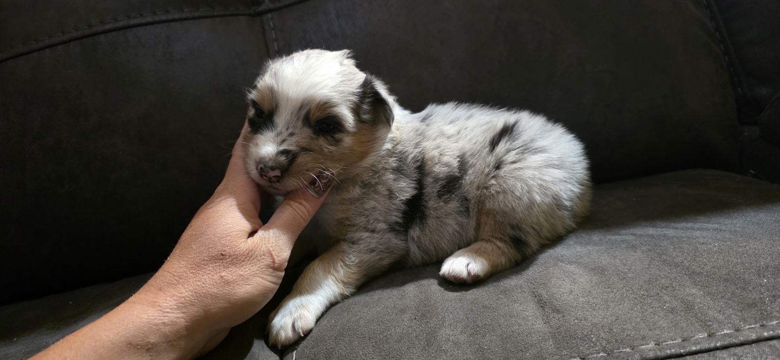Registered Australian Shepherds
