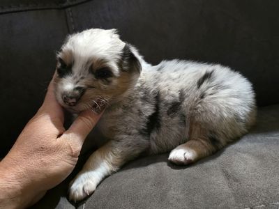 Registered Australian Shepherds