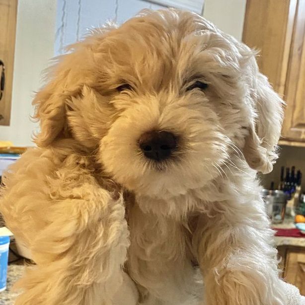 Mini Goldendoodle Puppy