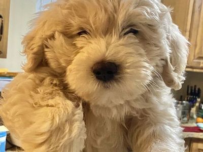 Mini Goldendoodle Puppy
