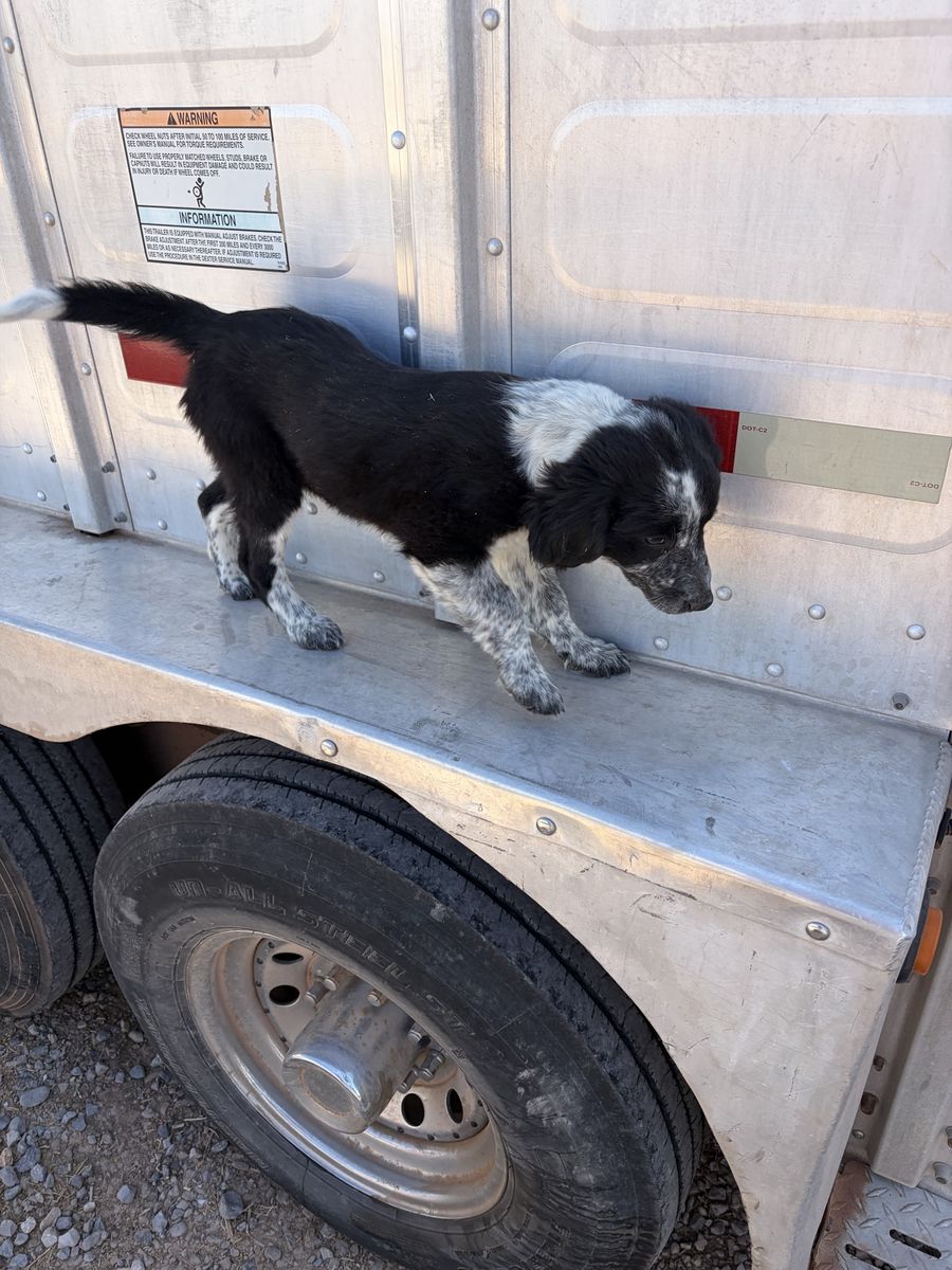 Free Puppy
