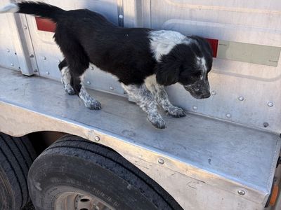 Free Puppy