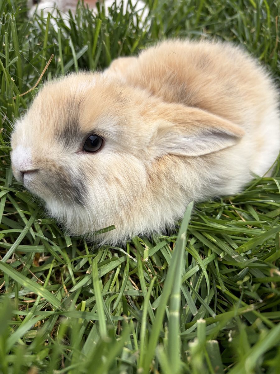 Holland Lop Cross Bunnies