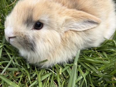 Holland Lop Cross Bunnies