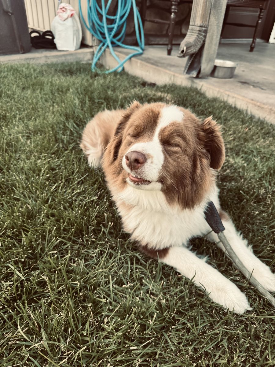 6yr Old Mini Aussie